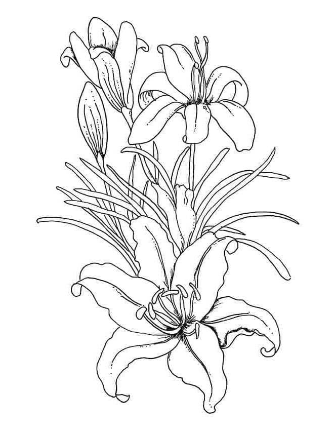 Anmutige Lilie ausmalbilder