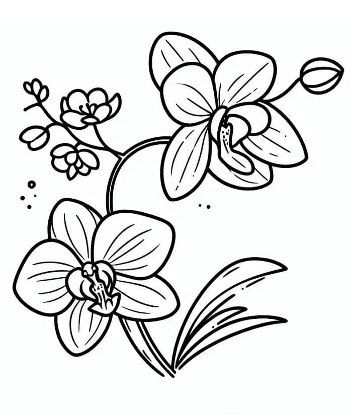 Ansprechende Orchidee ausmalbilder