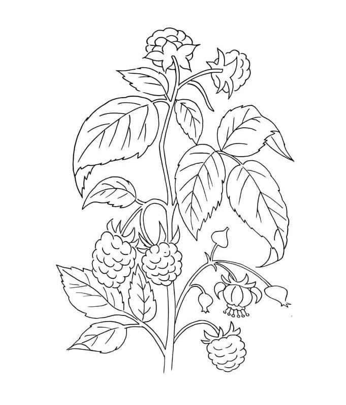 Brombeere gratis ausmalbilder