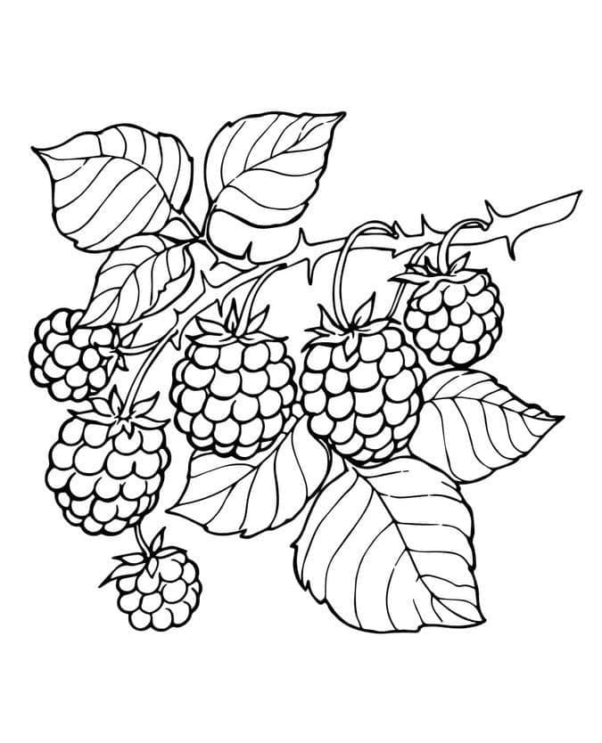 Brombeere kostenlos ausmalbilder