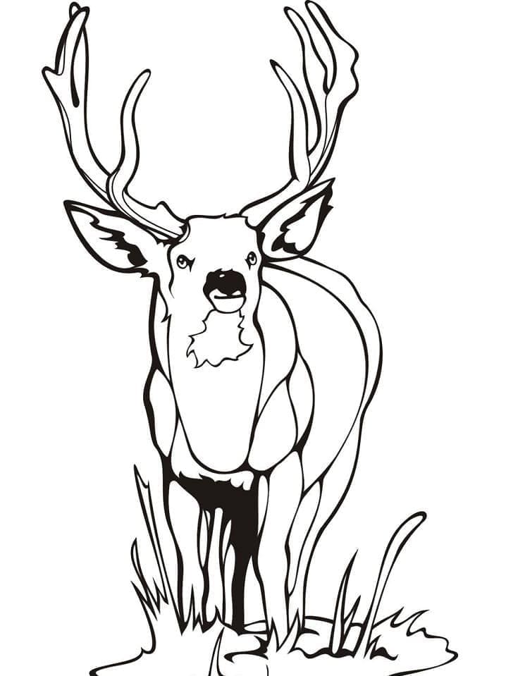 Cartoon Hirsch ausmalbilder