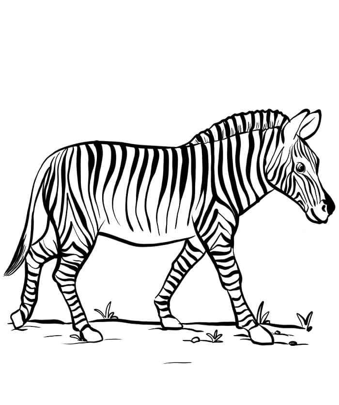 Cartoon Zebra ausmalbilder
