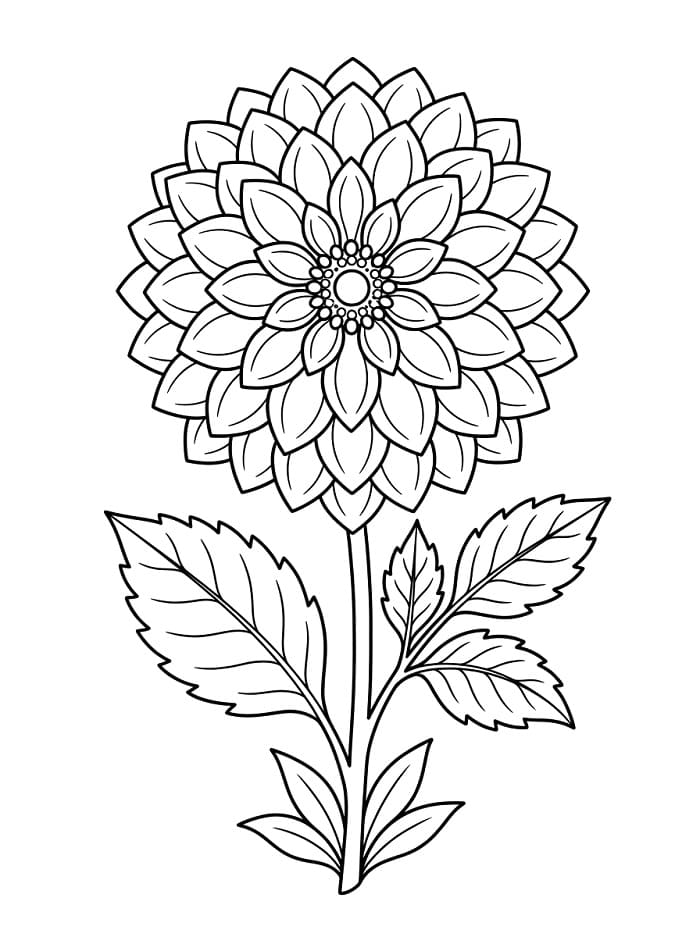 Dahlie ausmalbilder