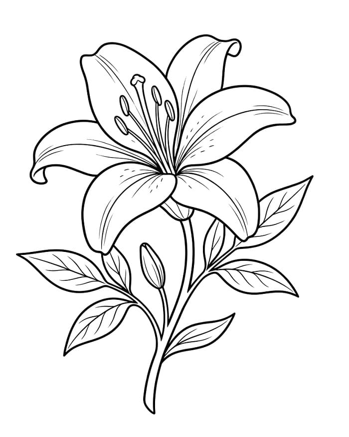 Coole Lilie ausmalbilder