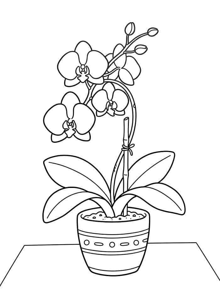 Coole Orchidee ausmalbilder