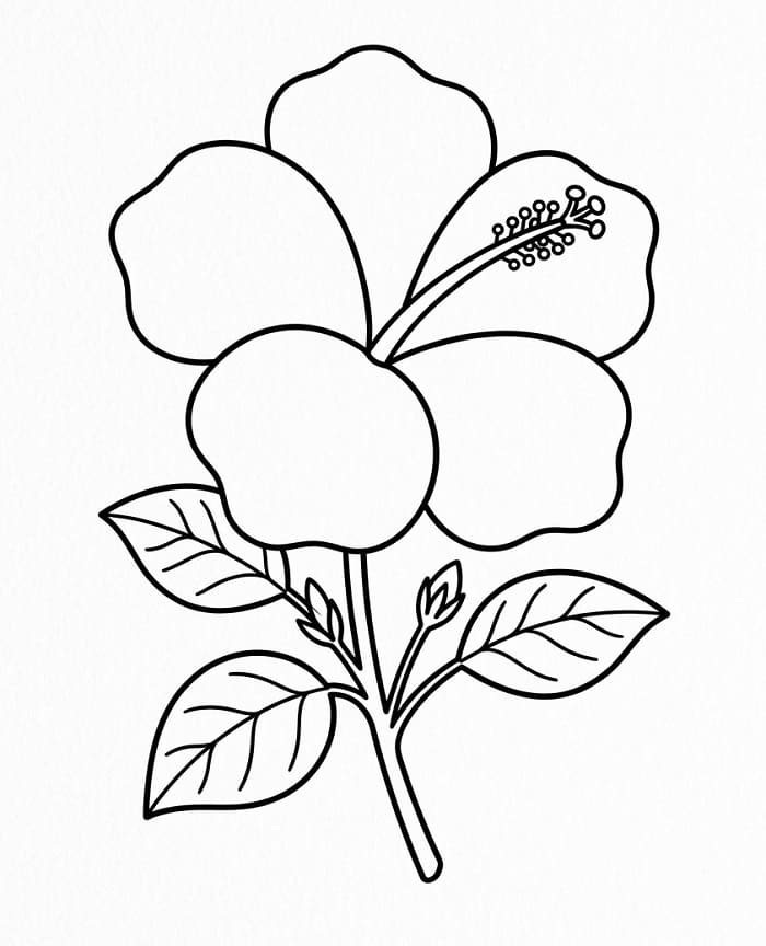 Cooler Hibiskus ausmalbilder