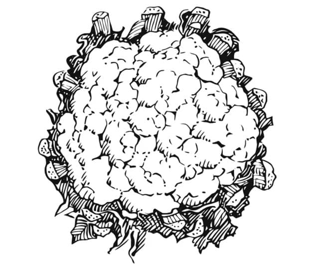Druckbare Kinder-Version Blumenkohl ausmalbilder