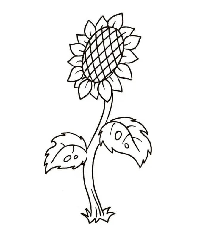 Druckbare Sonnenblume kostenlos ausmalbilder