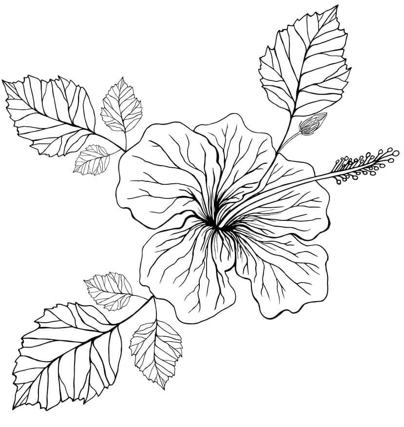 Druckbares Hibiskusbild ausmalbilder