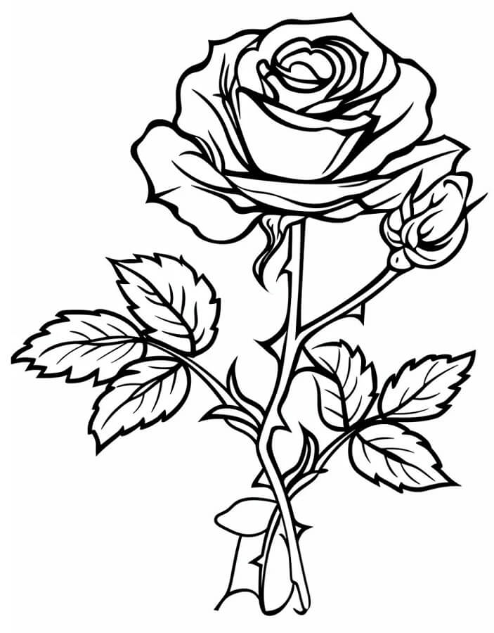 Druckbares Rosenbild ausmalbilder