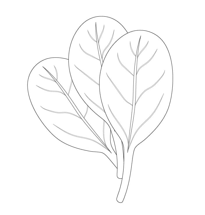 Druckfertiges Spinats Bild ausmalbilder