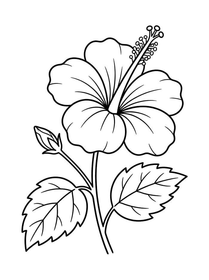 Ein Hibiskus ausmalbilder