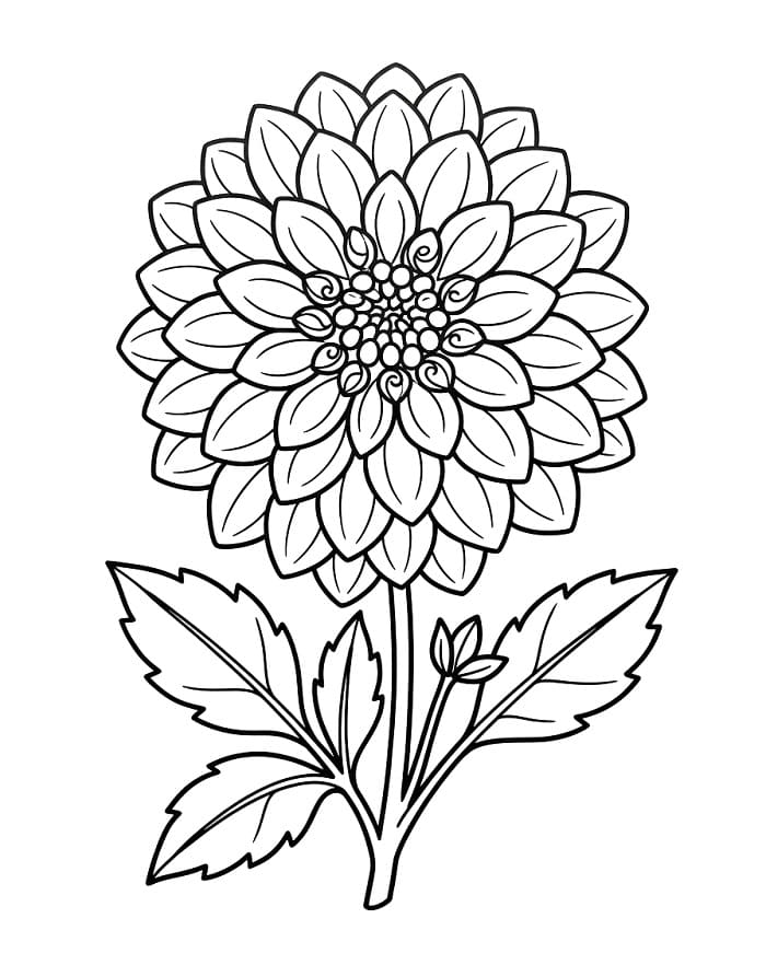 Eine Dahlie ausmalbilder