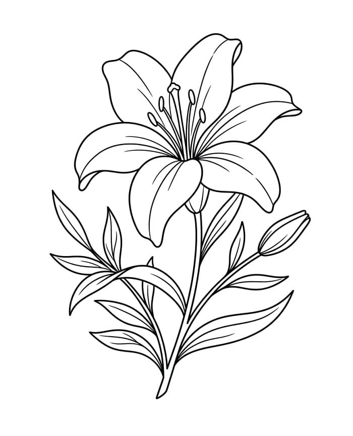 Eine Lilie ausmalbilder