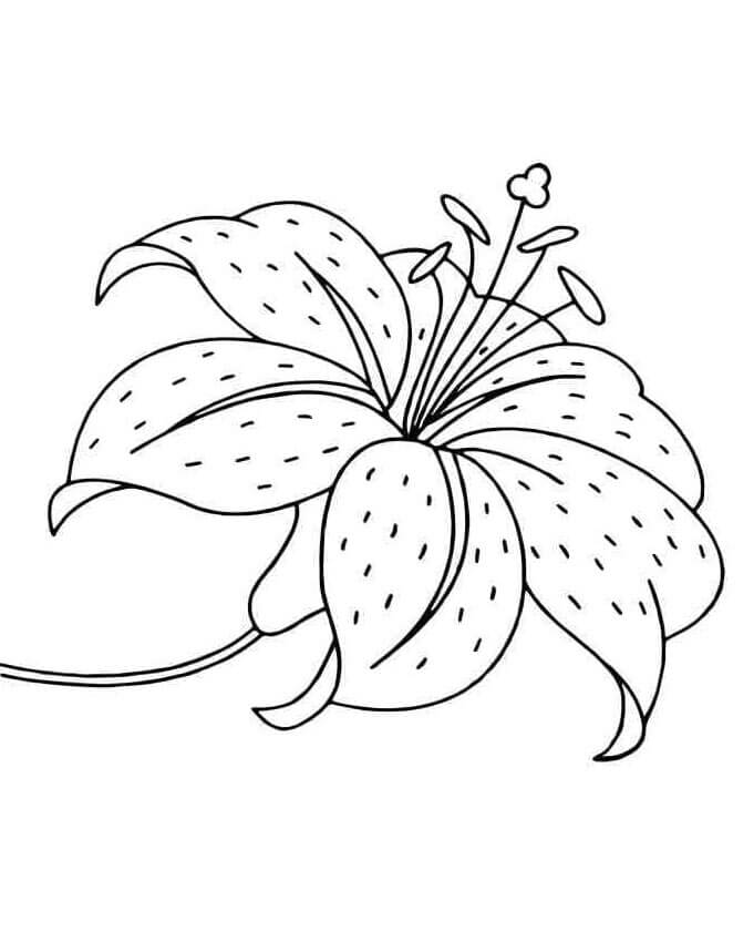 Eine Lilienblume ausmalbilder