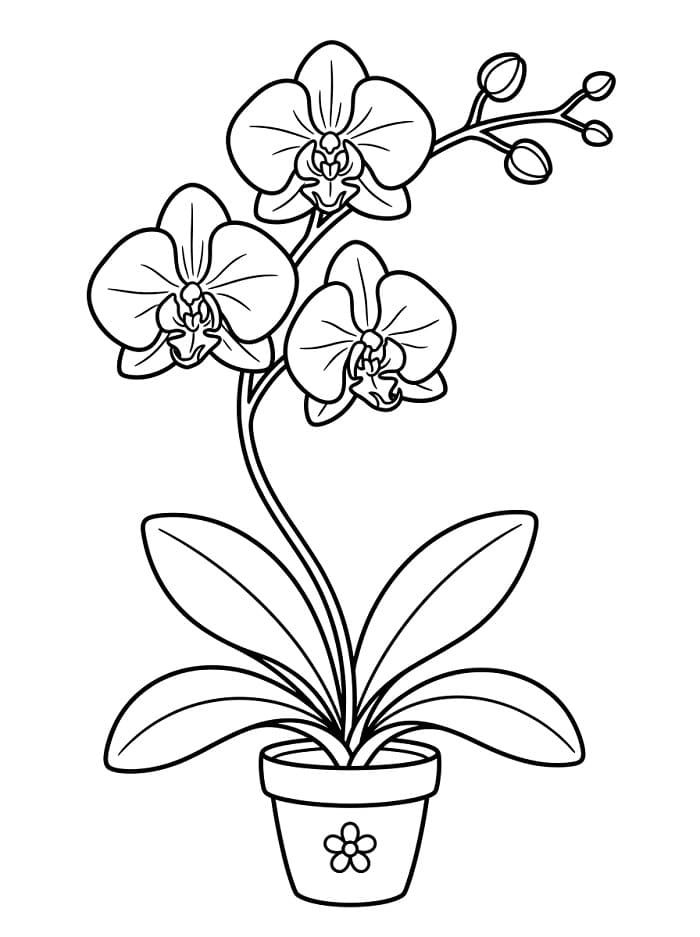 Orchidee ausmalbilder
