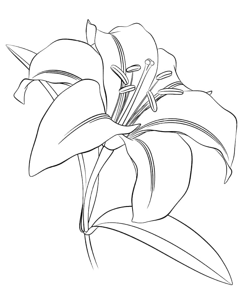 Einfache Lilie ausmalbilder