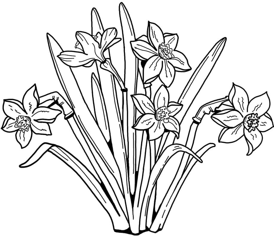 Einfache Narzisse ausmalbilder