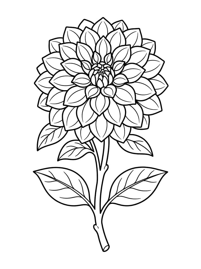 Erstaunliche Dahlie ausmalbilder