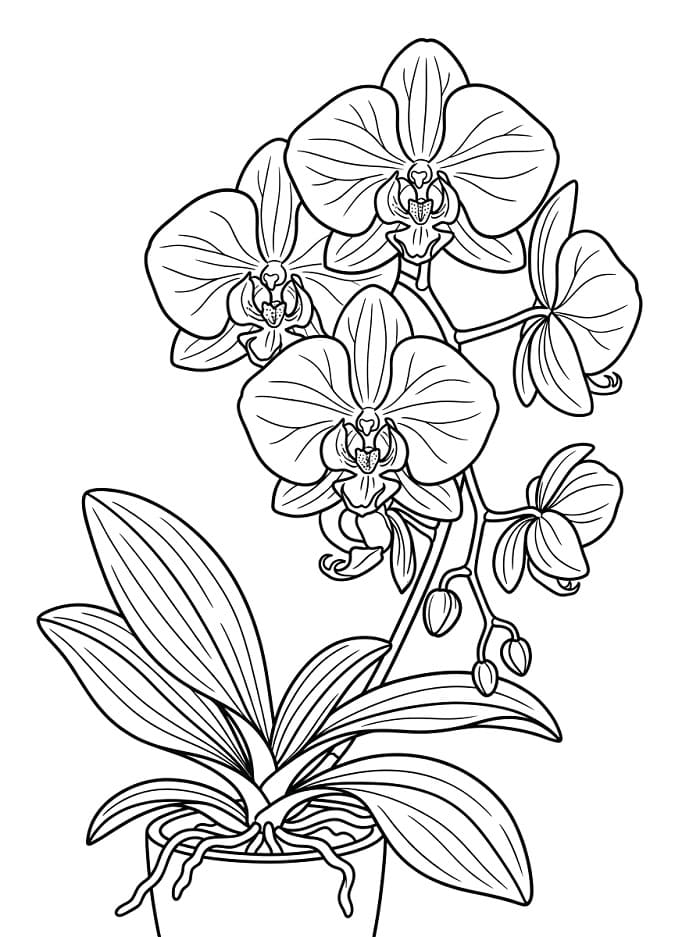 Erstaunliche Orchidee ausmalbilder