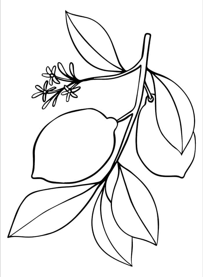 Frische Zitrone ausmalbilder