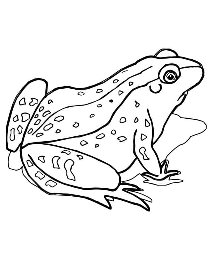 Frosch Kostenlos Druckbar ausmalbilder