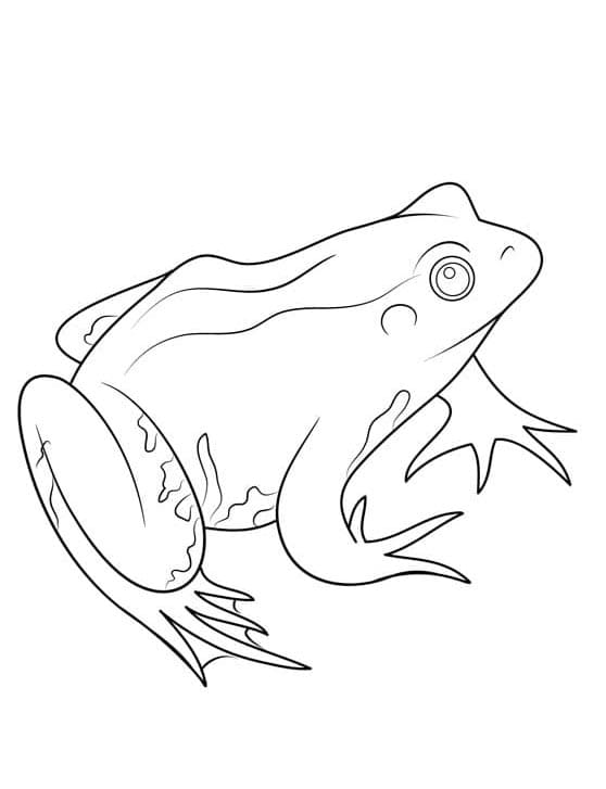 Frosch Zum Drucken ausmalbilder