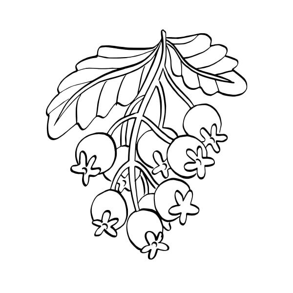 Früchte für 5-jährige Kinder ausmalbilder