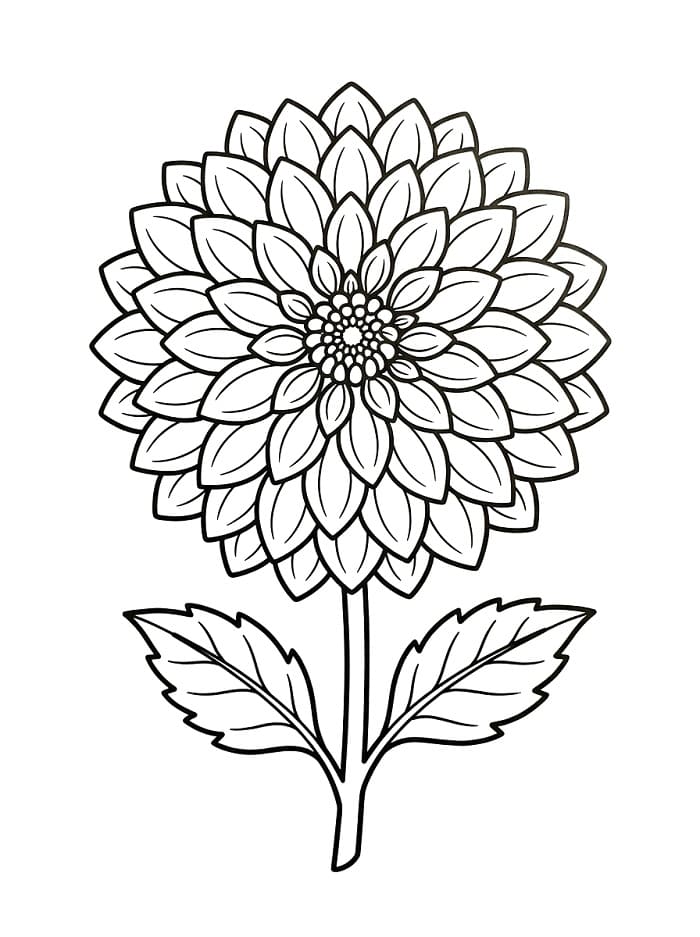Gewöhnliche Dahlie ausmalbilder