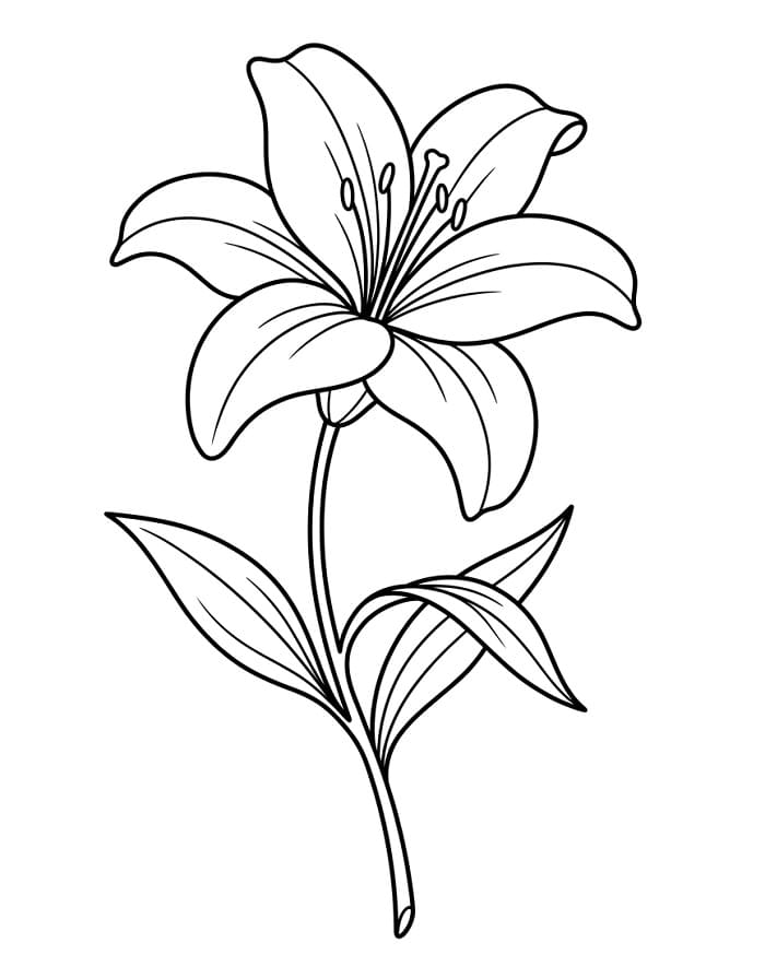 Gewöhnliche Lilie ausmalbilder