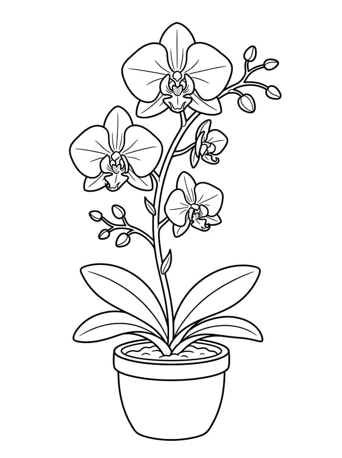 Gewöhnliche Orchidee ausmalbilder