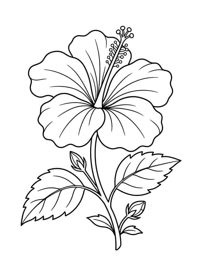 Hibiskus ausmalbilder