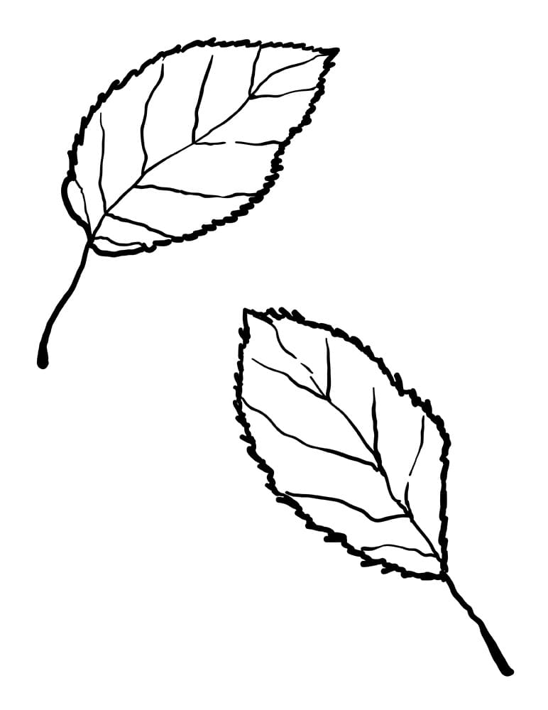 Gewöhnliches Blatt ausmalbilder