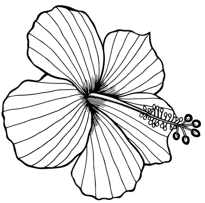 Gratis druckbarer Hibiskus ausmalbilder