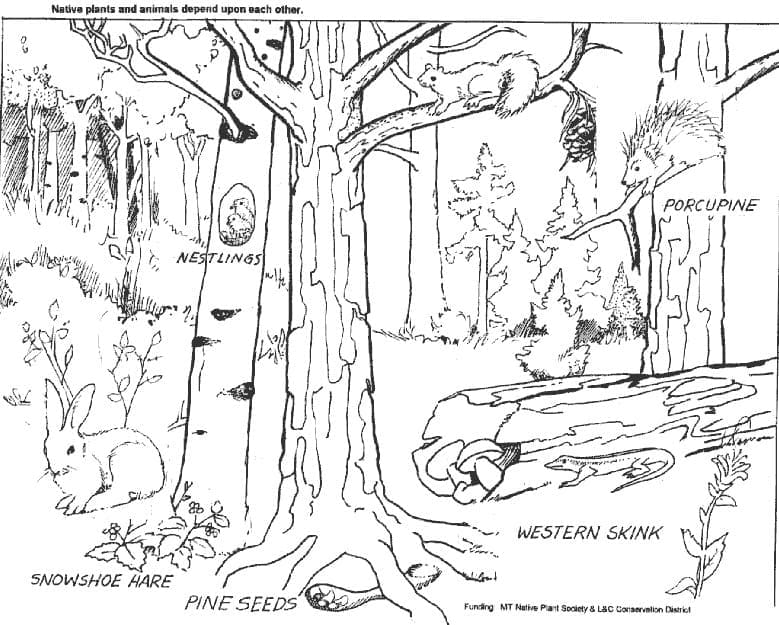 Gratis druckbarer Wald ausmalbilder