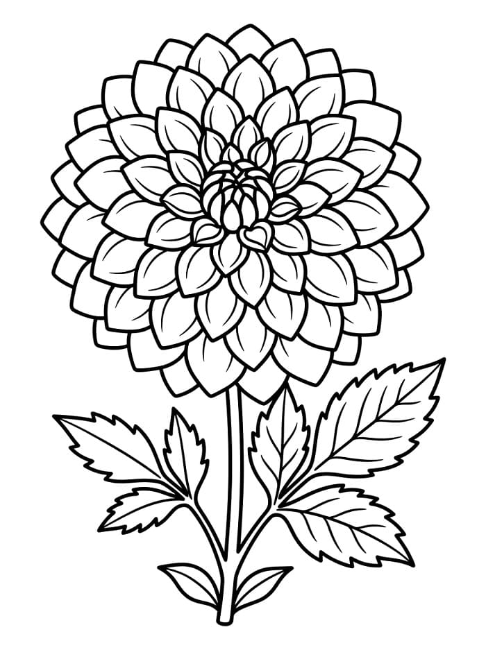 Großartige Dahlie ausmalbilder