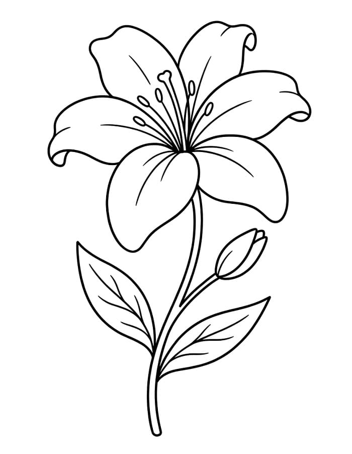 Lilien ausmalbilder