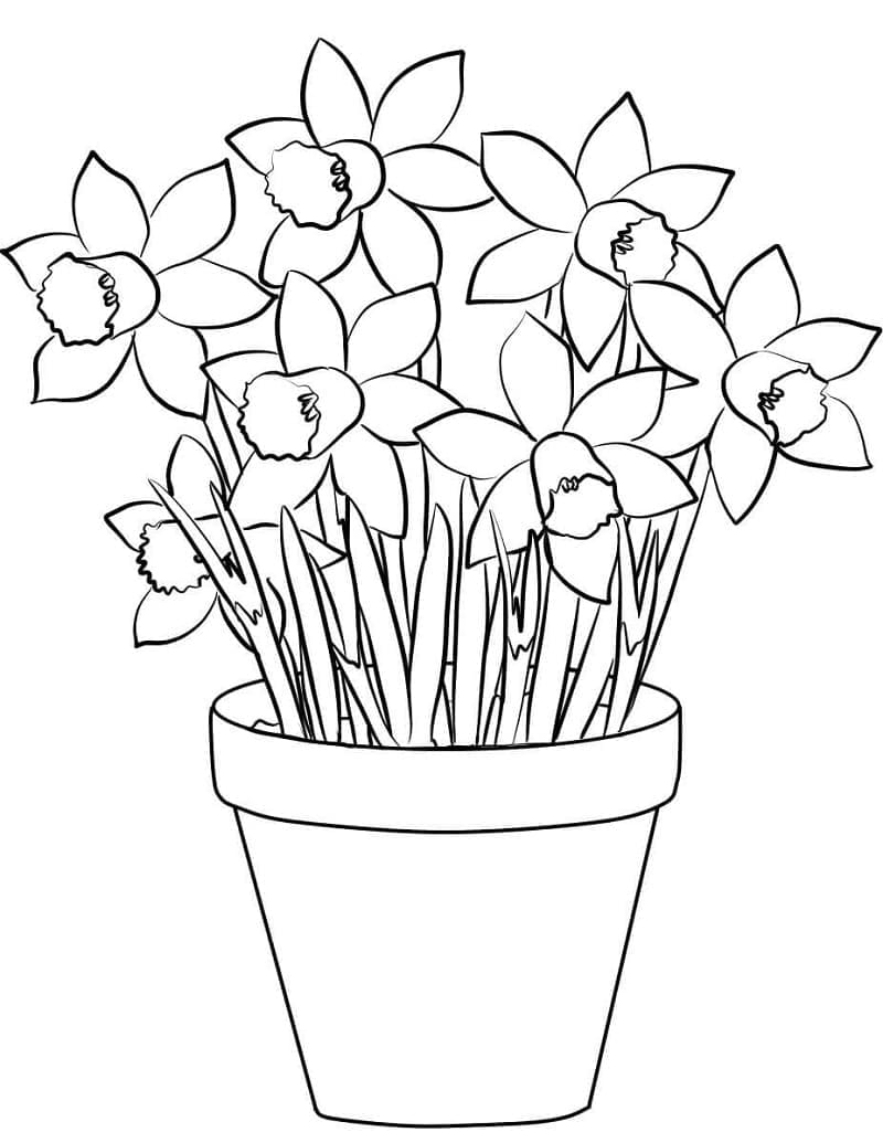 Großartige Narzisse ausmalbilder
