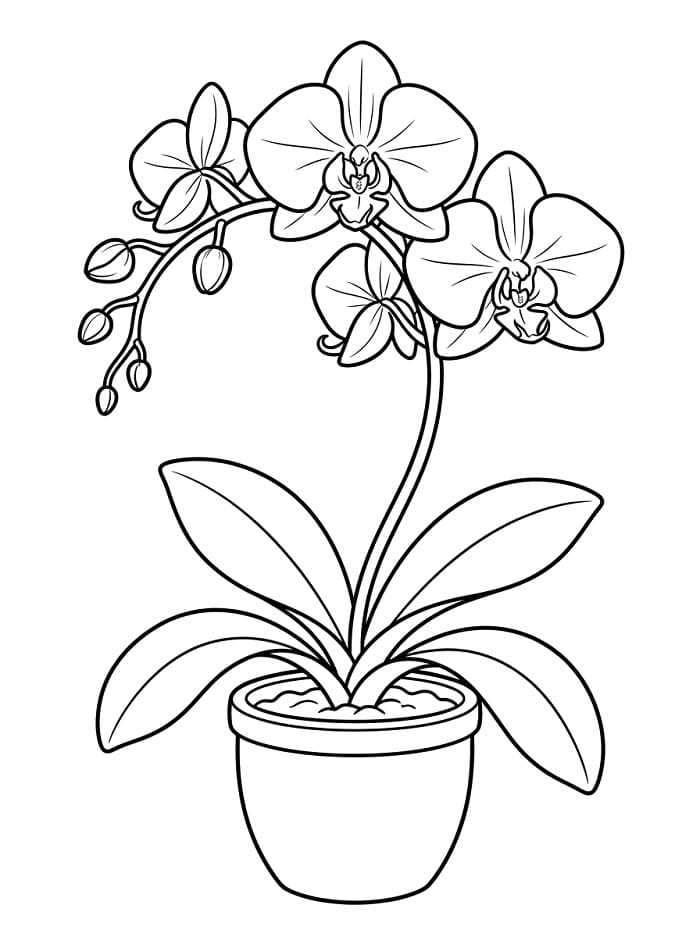 Großartige Orchidee ausmalbilder