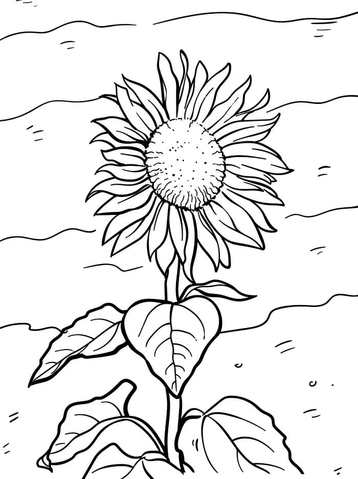 Großartige Sonnenblume ausmalbilder