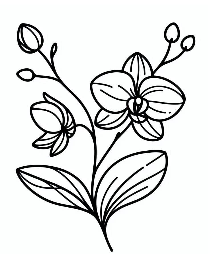 Grundlegende Orchidee ausmalbilder