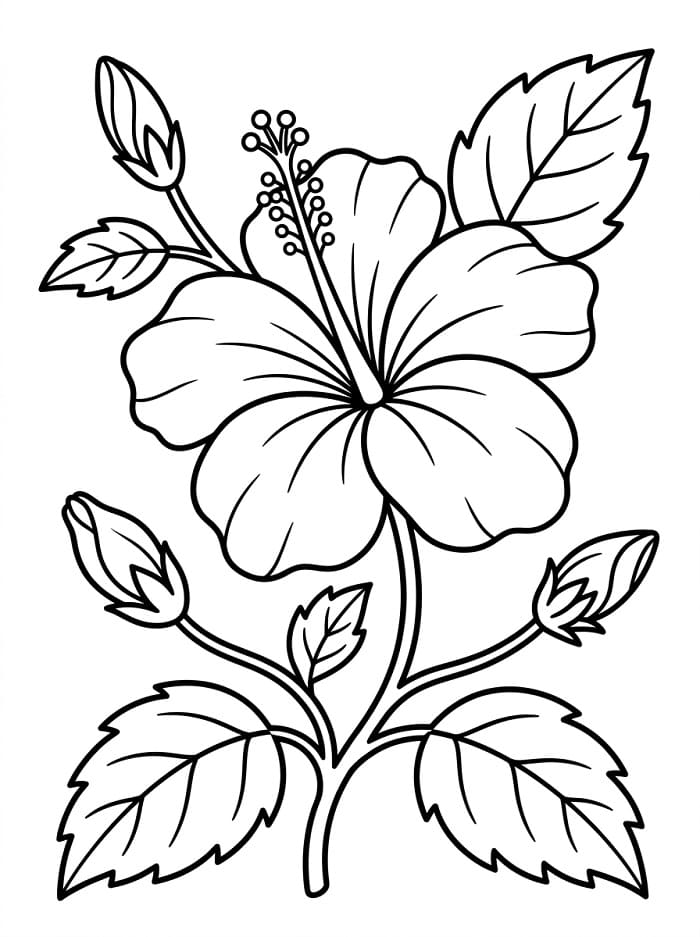 Grundlegender Hibiskus ausmalbilder