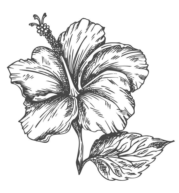Hibiskus Bild ausmalbilder