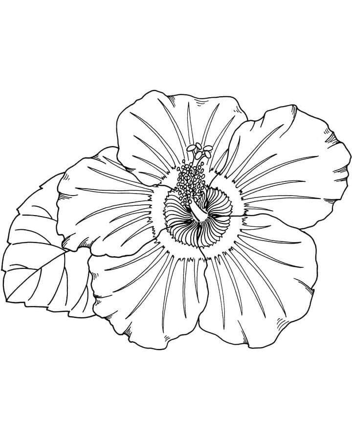 Hibiskus ausdrucken ausmalbilder