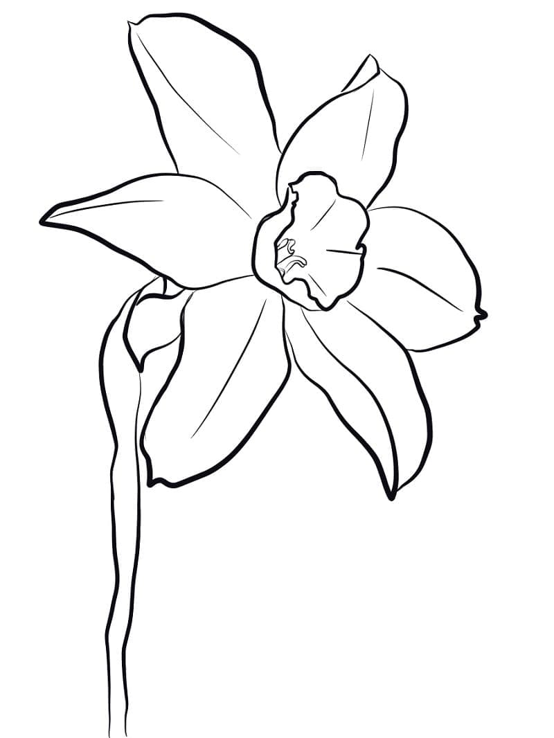 Hübsche Narzisse ausmalbilder