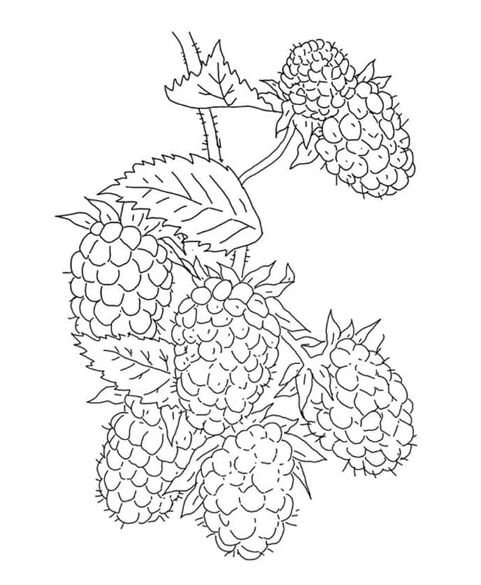 Kostenlose Brombeere ausmalbilder
