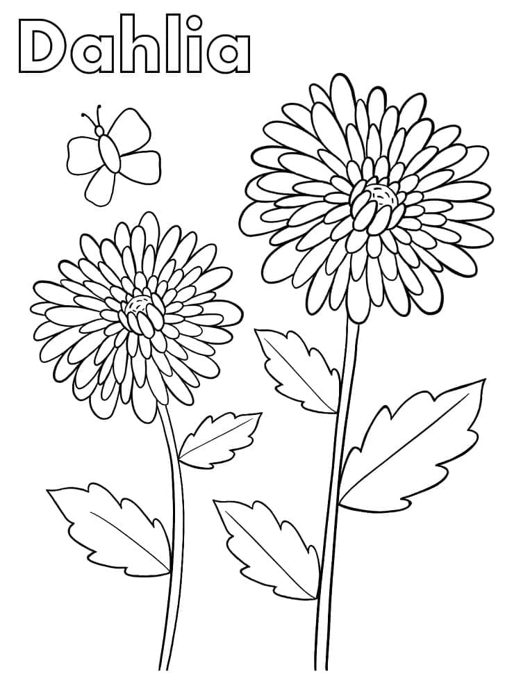 Kostenlose Dahlie ausmalbilder