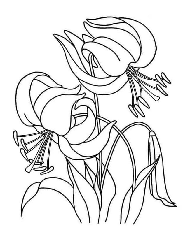 Kostenlose Lilie ausmalbilder