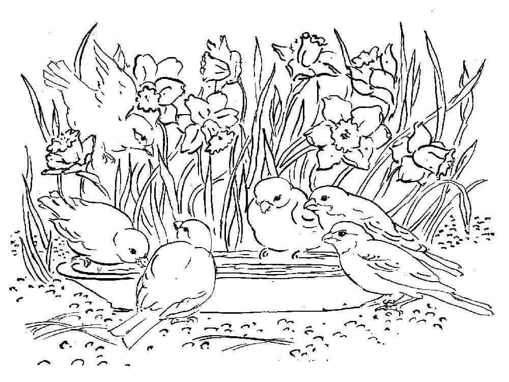 Kostenlose Narzisse zum Ausdrucken ausmalbilder