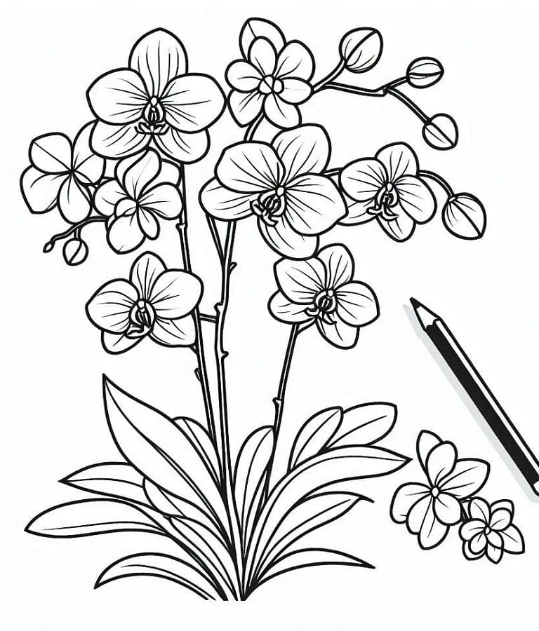 Kostenlose Orchidee ausmalbilder